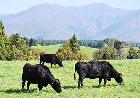 肉へのこだわり